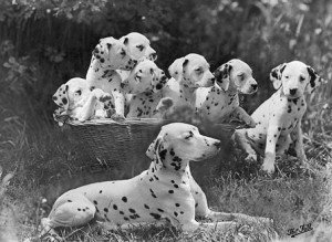 Далматин со щенками на старинном фото