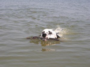 Улисс плавает в озере