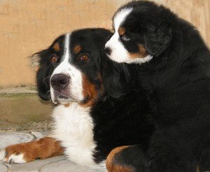  Image for post 'Bernese – choosing your dog'